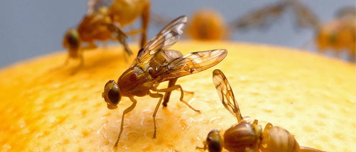 Searles Control Fruit Fly Treatment